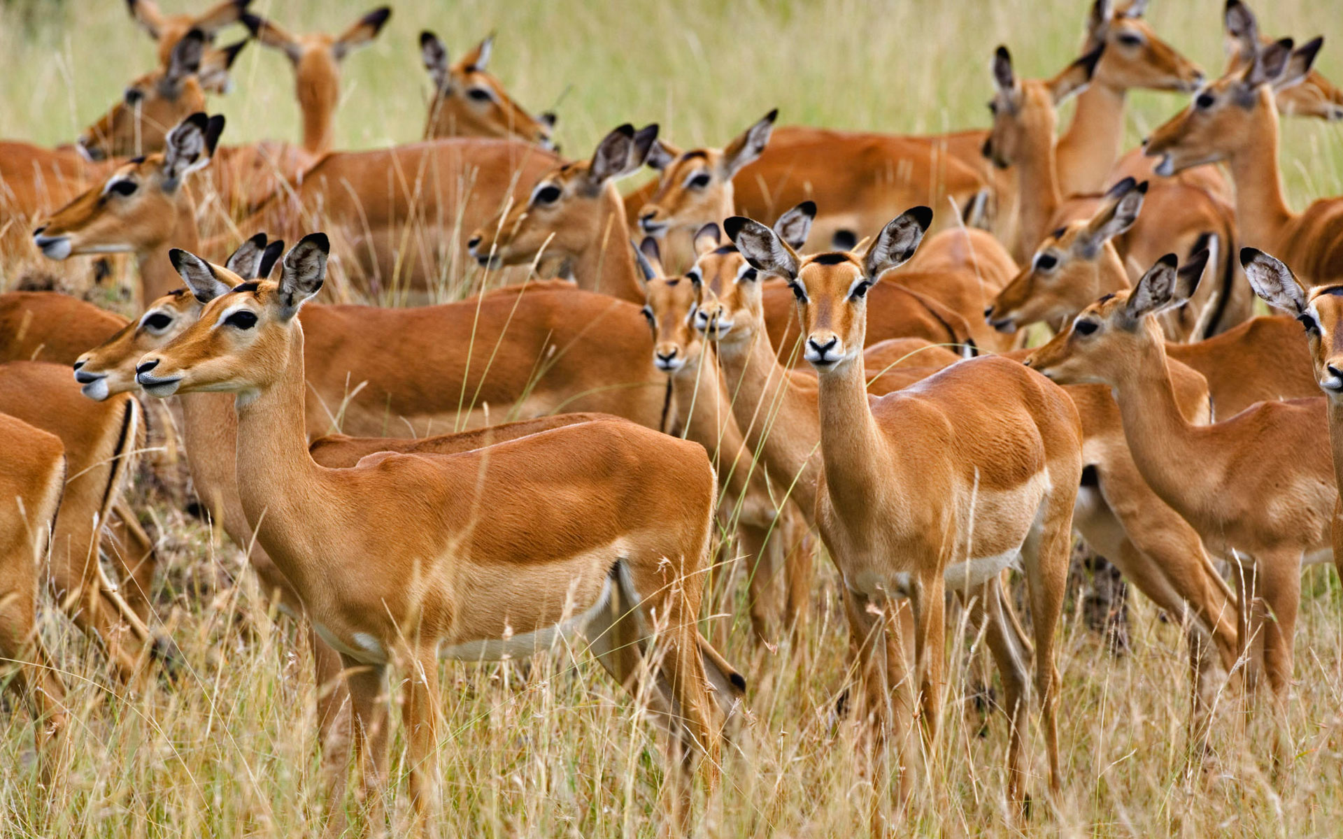 Herd of Female Impala Masai Mara Kenya612706548 - Herd of Female Impala Masai Mara Kenya - Masai, Mara, Kenya, Impala, Herd, Female, Eagles